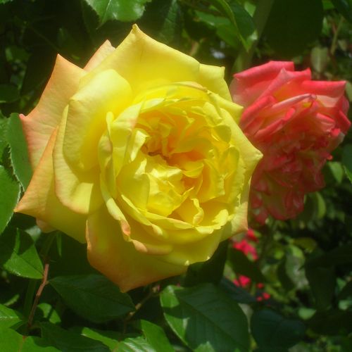 Teahibrid rózsa - Rózsa - Banzai - Online rózsa vásárlás